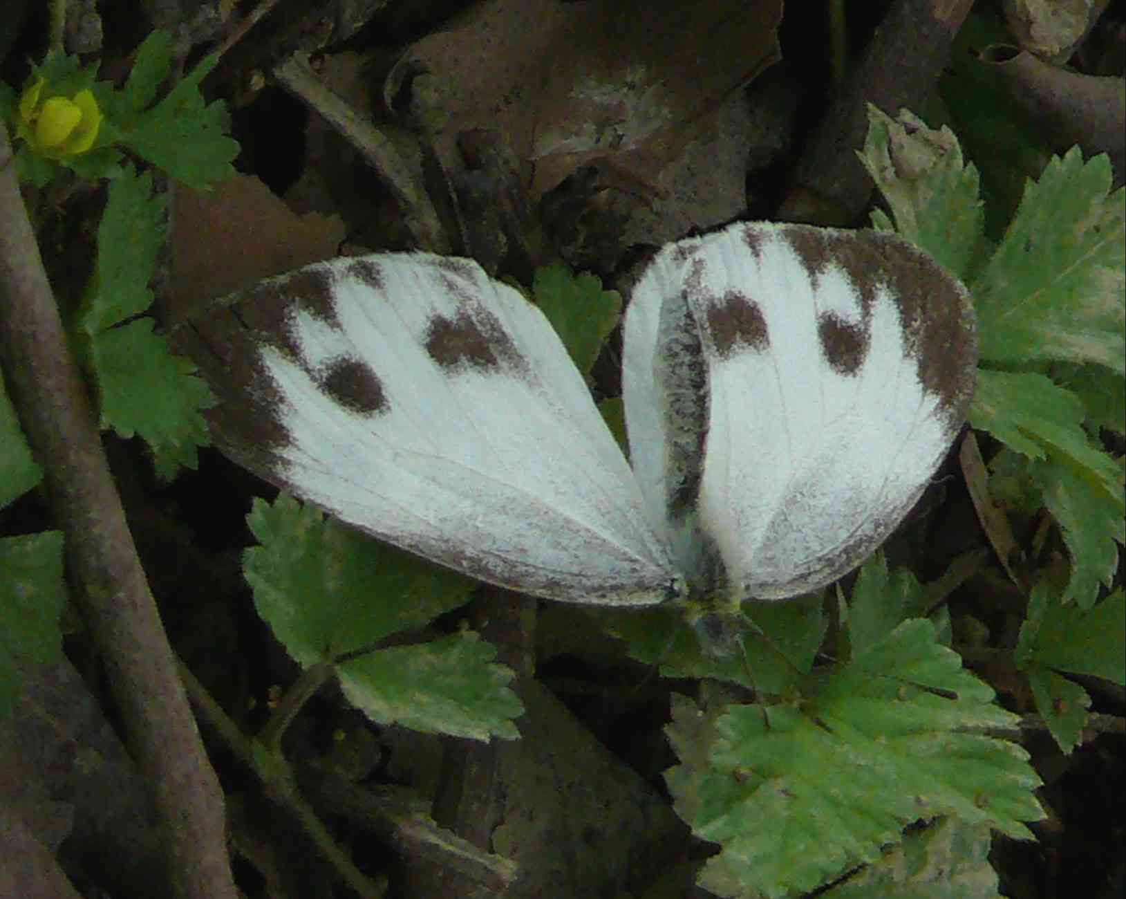 Pieris canidia Pieris canidia